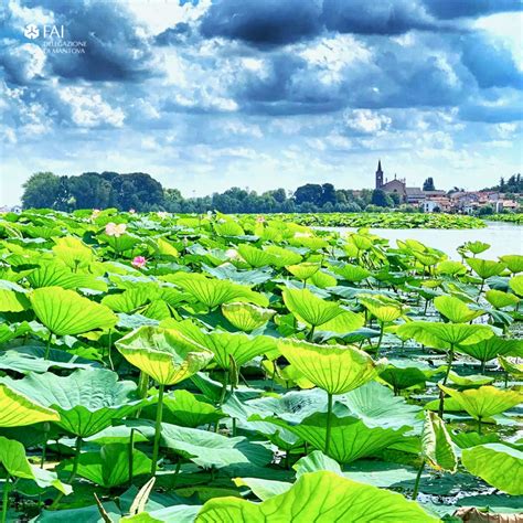 dior di loto mantova pedaló|I fiori di loto lungo il fiume Mincio .